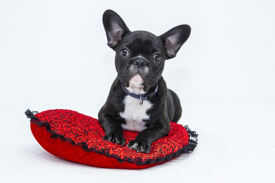 The Ultimate Guide to Dog Socialization: From Puppyhood to Adulthood