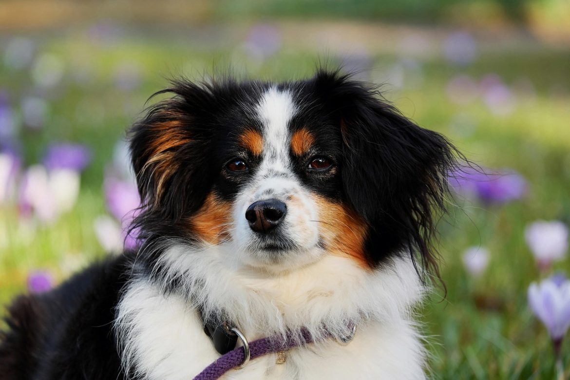 Transforming a Fearful Pup into a Confident Companion