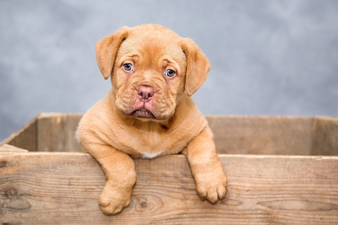 Common Puppy Socialization Mistakes to Avoid
