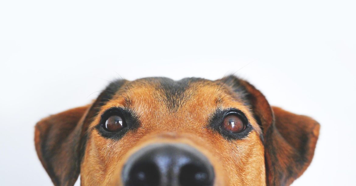 Happy and Confident Dogs